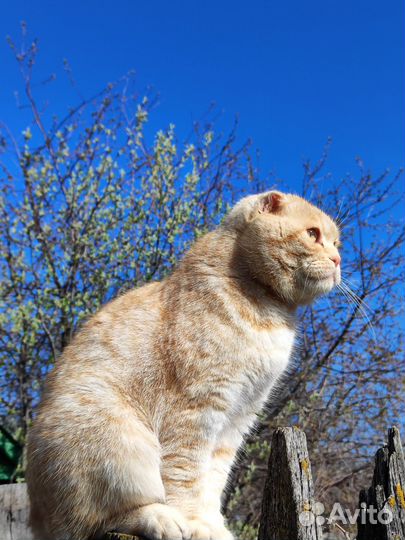 Британская вислоухая кошка