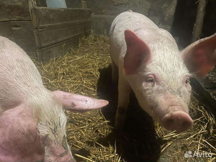 Поросята крупные ландрас+белая русская