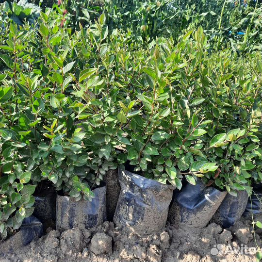 Саженцы кизильника блестящего