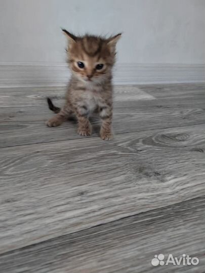 Кошки бесплатно
