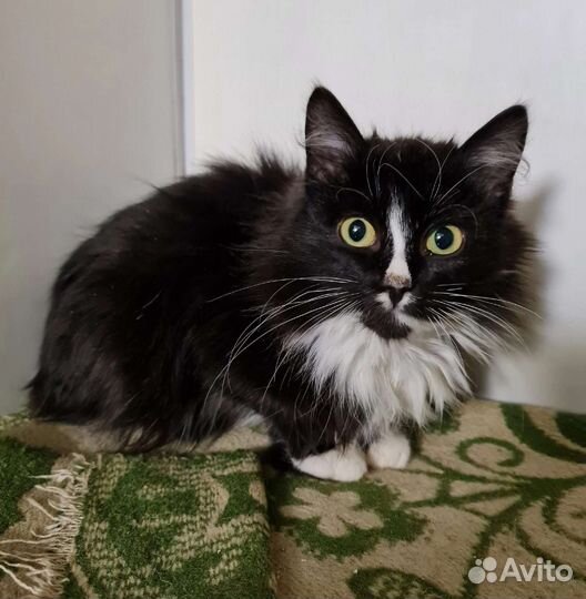 Кошка в дар бесплатно