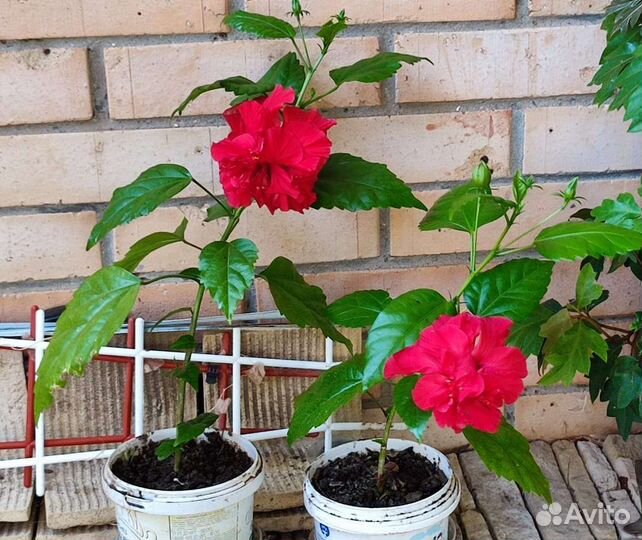 Гибискус китайская роза