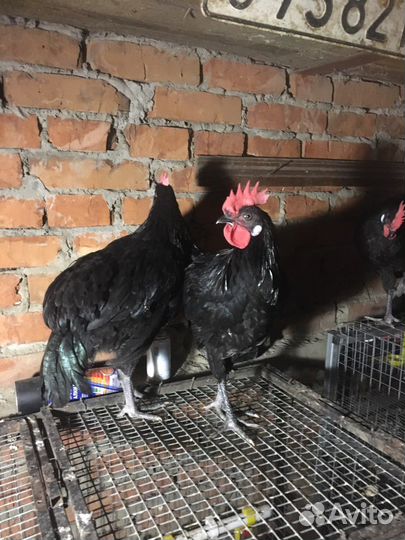 Петухи черной минорки