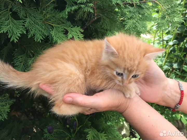 Рыжий котенок (кот) в добрые руки
