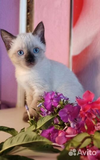 Сиамские котята в добрые руки