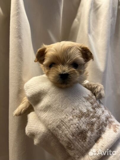 Мальтипу f1 микро