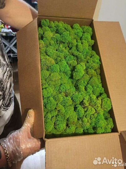 Вертикальное озеленение, панно из мха, мох