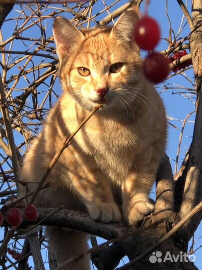 Котята в хорошие руки