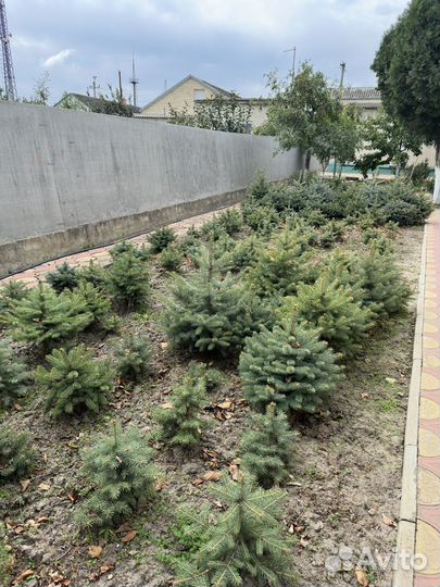 Ель голубая и зеленое