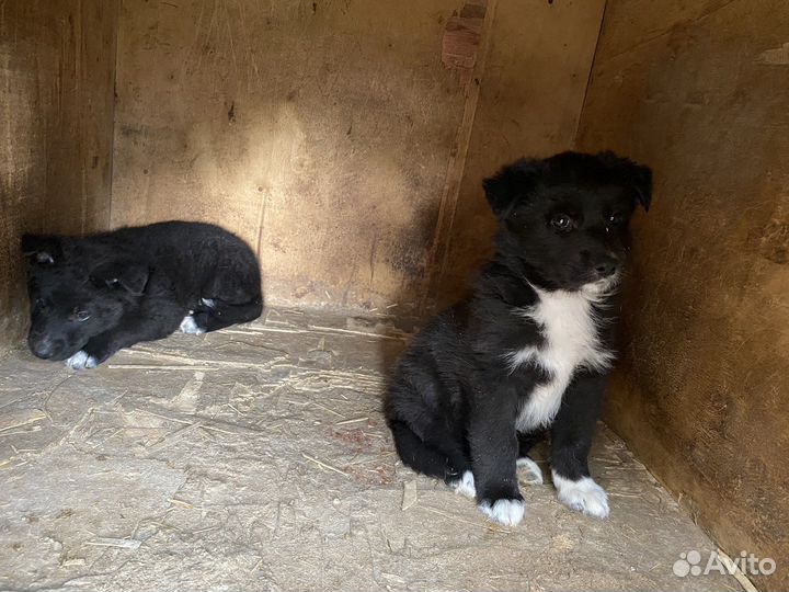 Собака в добрые руки щенок