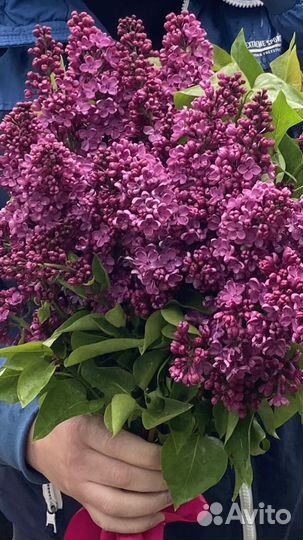 Букет сирени