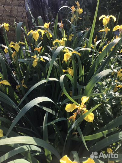 Ирисы саженцы