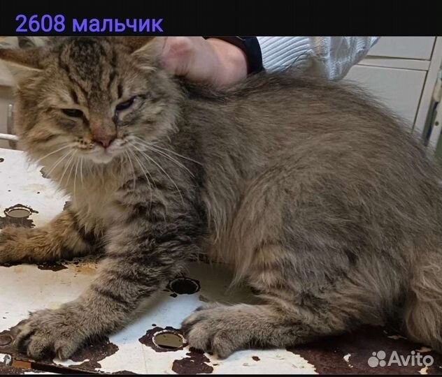 Кошки, котята в добрые руки