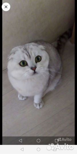 Элитный кот вязка