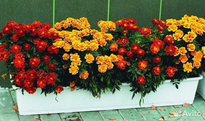 Рассада бархатцев