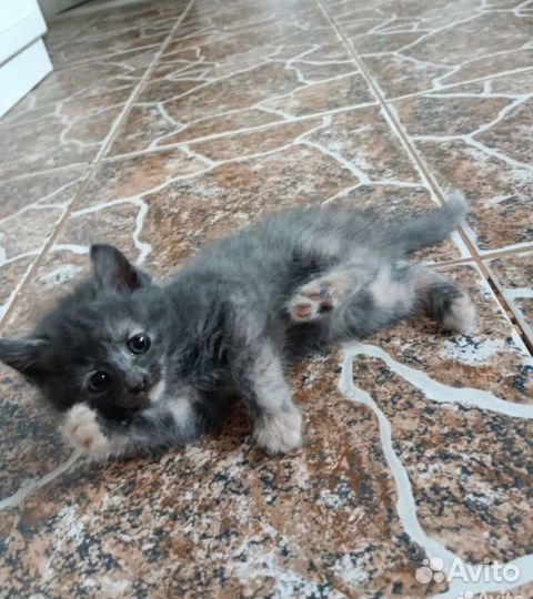 Кошки в добрые руки