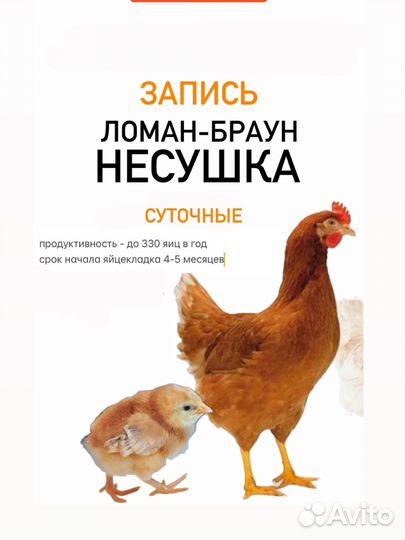 Куры несушки ломан браун