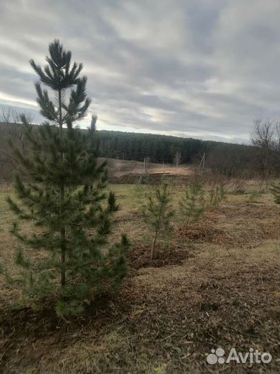 Приму грунт, битый кирпич, без мусора бесплатно