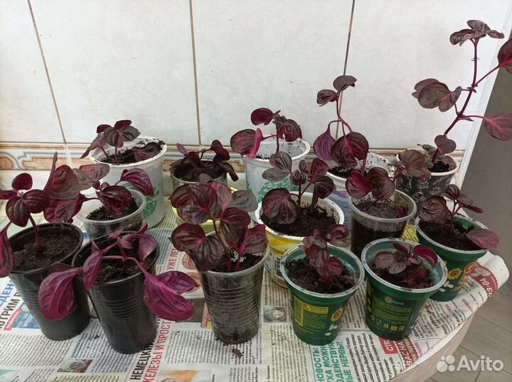 Комнатные цветы