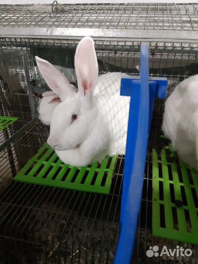 Кролики Хиколь