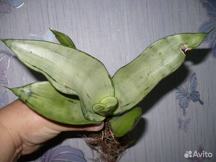 Сортовые сансивиерии