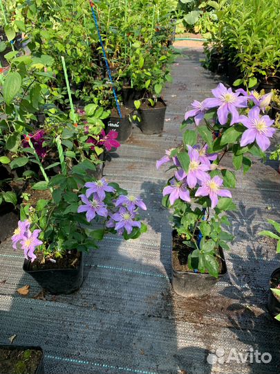 Саженцы клематиса 3 группы