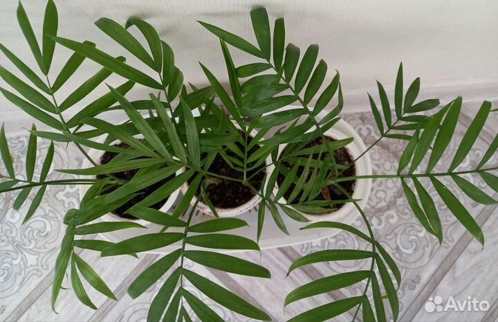 Маранта Керховена,пальма Хамедорея,Фатсия японская