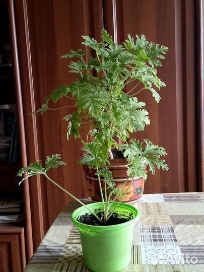 Комнатные растения