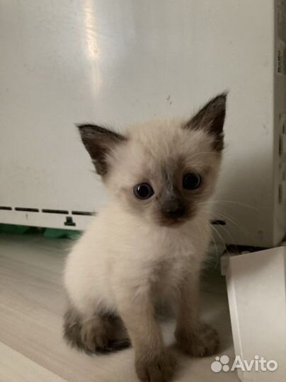 Тайские котята