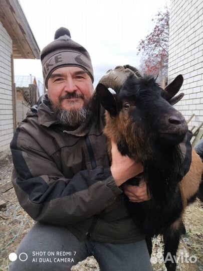 Чешский бурый козел Чарли на вязку