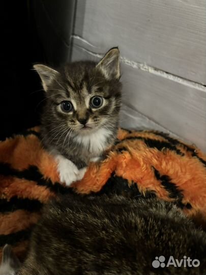 Котята в дар