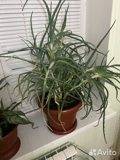 Алоэ лечебный