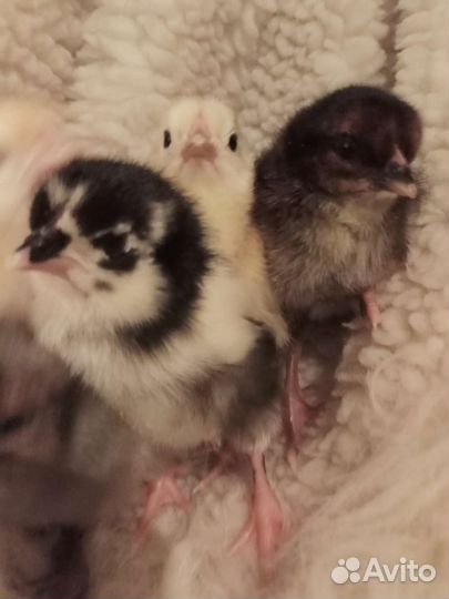 Птичка разная