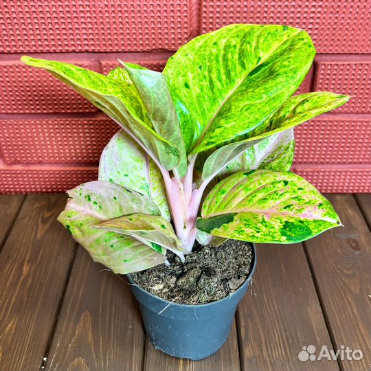 Аглаонема Эппл Фэнтази