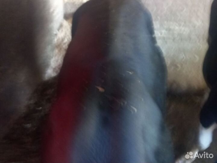 Продам быка