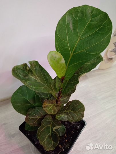 Фикус лировидный
