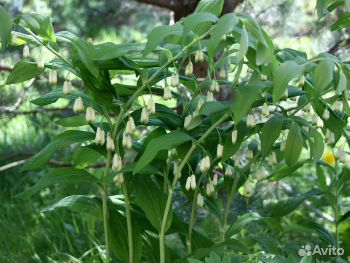 Цветущие саженцы многолетников