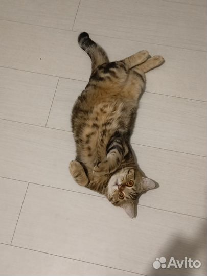 Шотландский кот на вязку