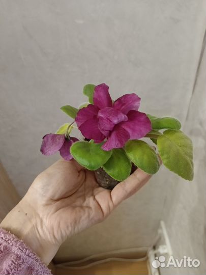 Продам сортовые фиалки
