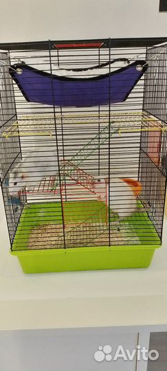 Крысы дамбо