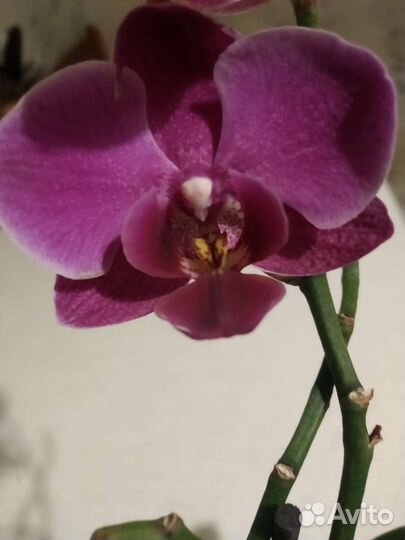 Орхидея фаленопсис