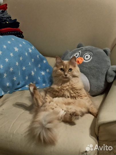 Хороший кот в добрые руки
