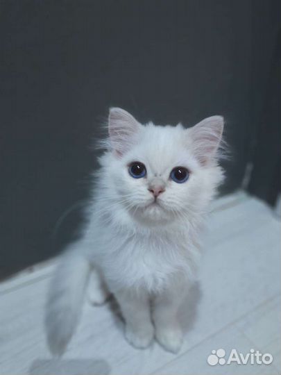 Британская серебристая шиншилла