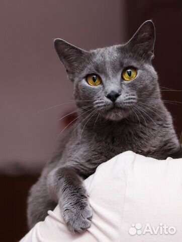 Кошечка Мелисса, 1.5 года