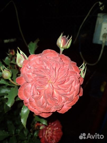 Саженцы плодово ягодные