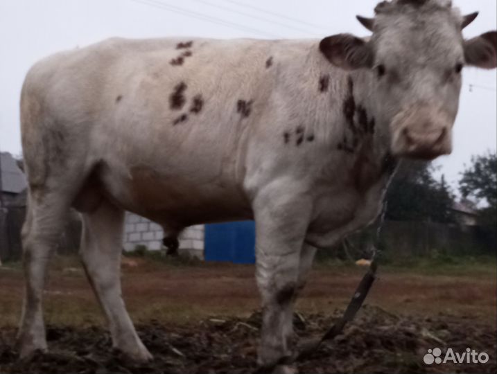 Продам быка на мясо