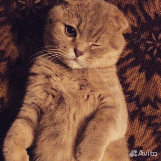 Кот для вязки