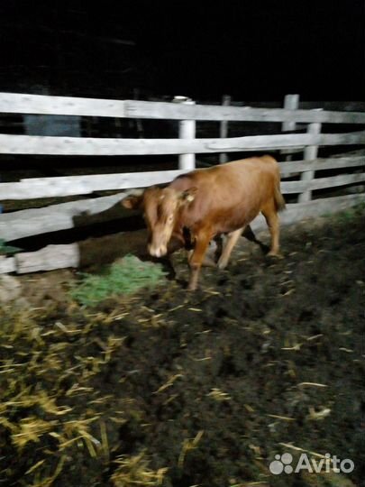 Бычки и тёлки