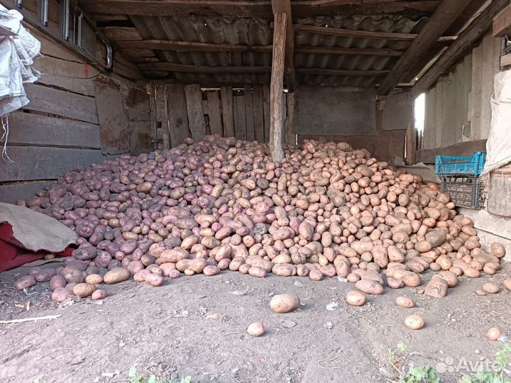 Продам картофель домашний