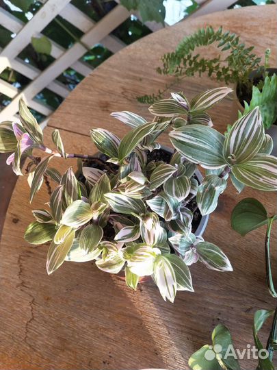 Комнатные цветы